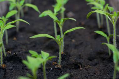 芽苗菜的西紅柿照片