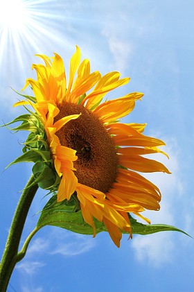 黄色的向日葵图片