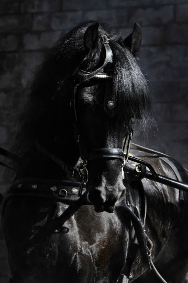 美麗的弗里斯蘭盛裝舞步 h 的肖像