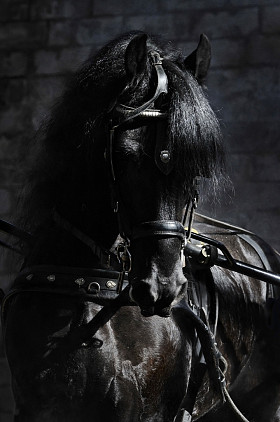 美丽的弗里斯兰盛装舞步 h 的肖像