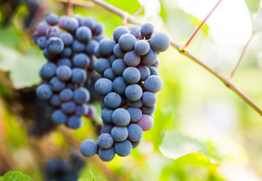 蓝色葡萄藤上的葡萄图片