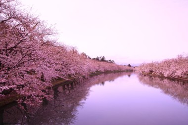 護(hù)城河和櫻桃花