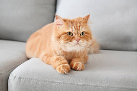 可爱的波斯猫在家里的SOF