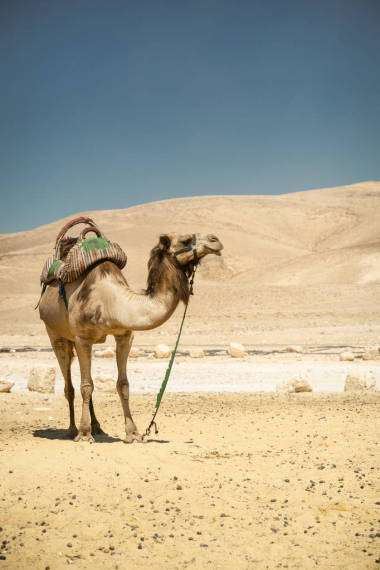 駱駝?wù)驹谘谉岬莫q大沙漠中