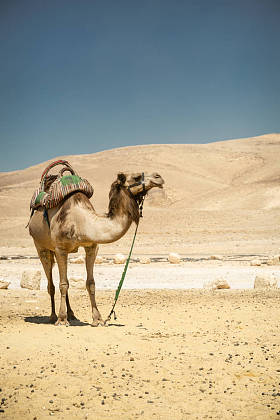 骆驼站在炎热的犹大沙漠中