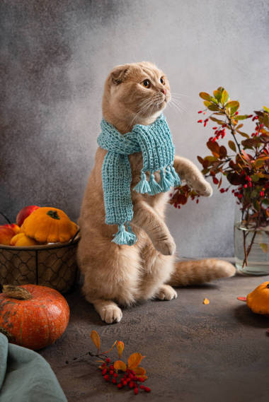 一只戴着针织围巾的可爱猫咪坐在秋叶和灰色背景上的南瓜间秋天的名片舒适的一个