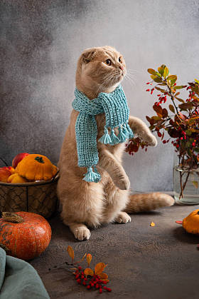 一只戴着针织围巾的可爱猫咪坐在秋叶和灰色背景上的南瓜间秋天的名片舒适的一个