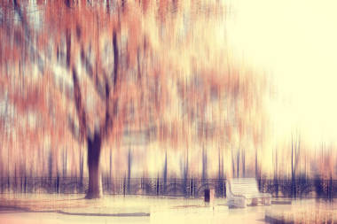 模糊的秋天背景公園/黃色墻紙，秋天的森林，季節(jié)景觀的概念，樹枝，樹葉