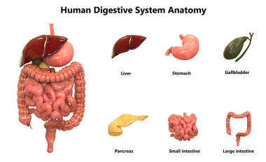 人體器官系統(tǒng)解剖學(xué)的3d插圖