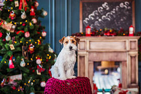 Jack Roussel dog in the interior of the Christmas decorations, holiday concept