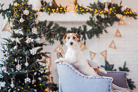 Jack Roussel dog in the interior of the Christmas decorations, holiday concept