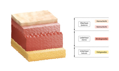 人类的皮肤-德国层标签图片
