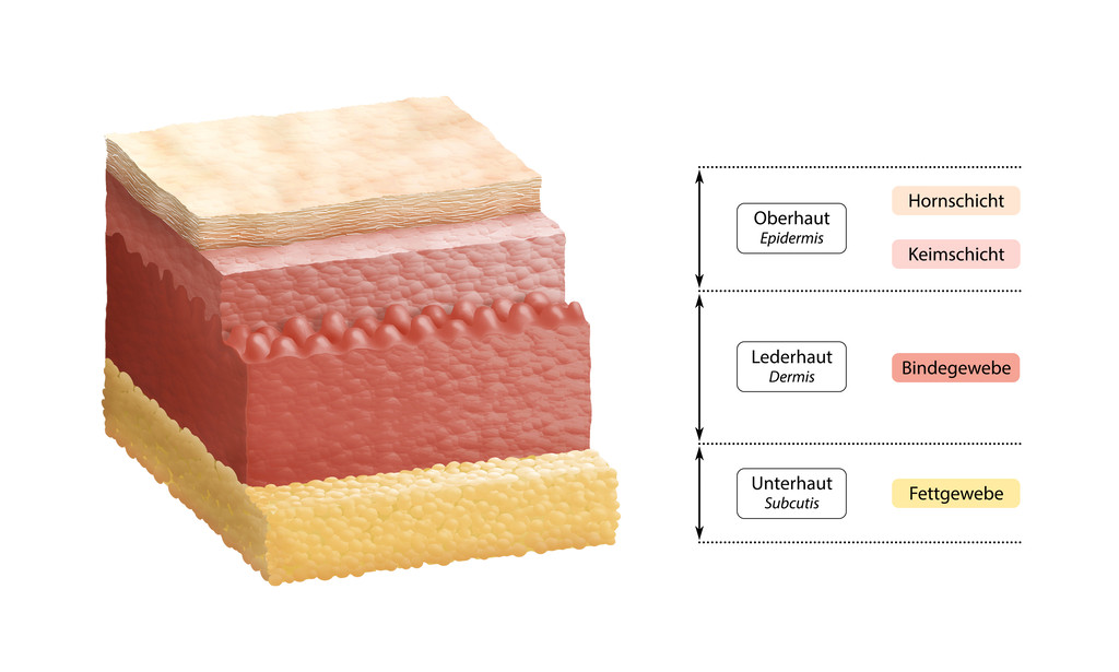 人类的皮肤-德国层标签图片 人类的皮肤-德国层标签图片