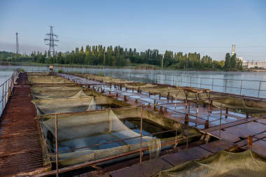 用于在天然河流或池塘養(yǎng)魚的籠子