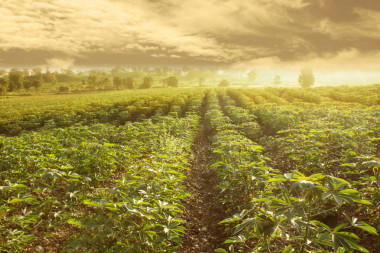 在泰國的木薯字段