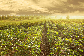 在泰国的木薯字段