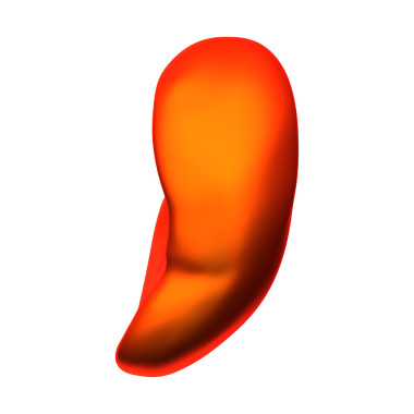 脾-内部器官-白色上孤立