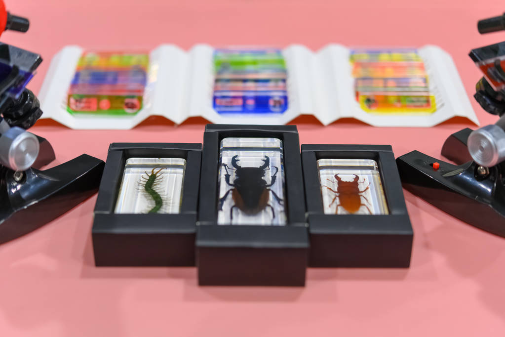 显微镜附近有一些昆虫标本和样品切片