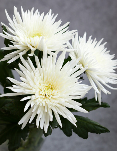 菊花圖片