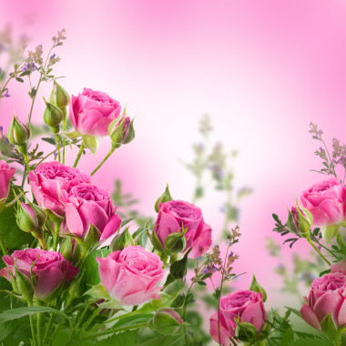 微妙的玫瑰圖片