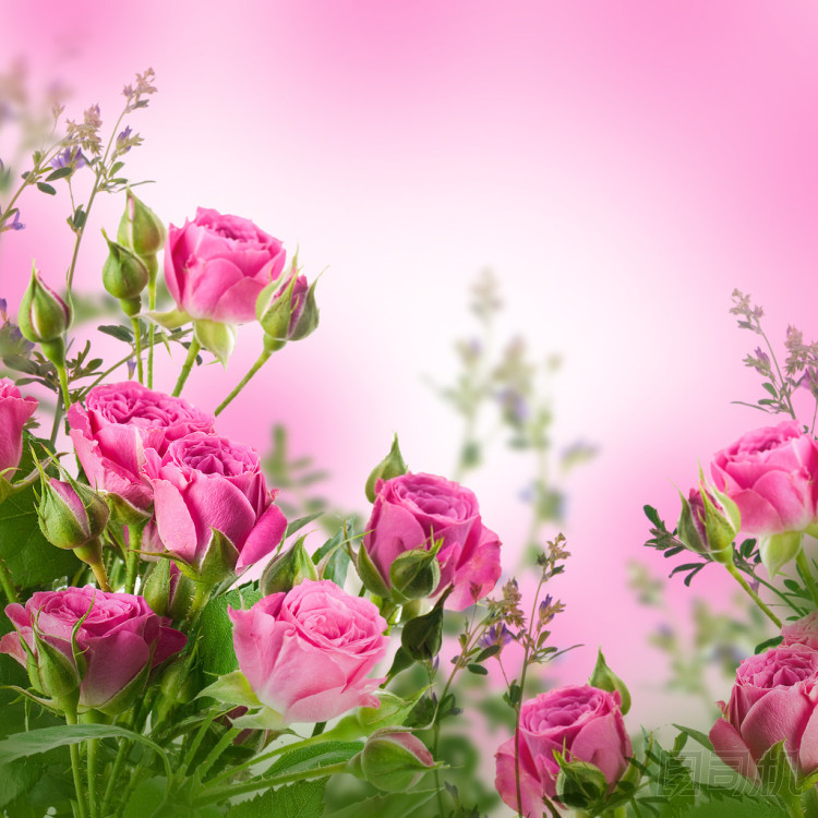 微妙的玫瑰圖片