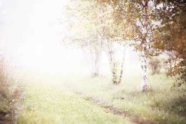田野里有雾。夜晚的自然夏天与白雾