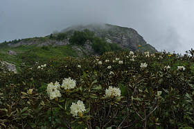 清晨在森林里盛开的灌木，盛开的白花