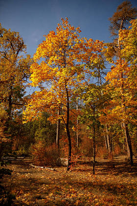 秋天公园里黄绿相间的树木 照片