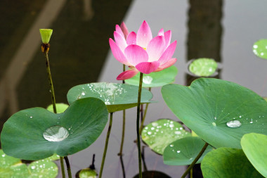 粉红水莉莉花