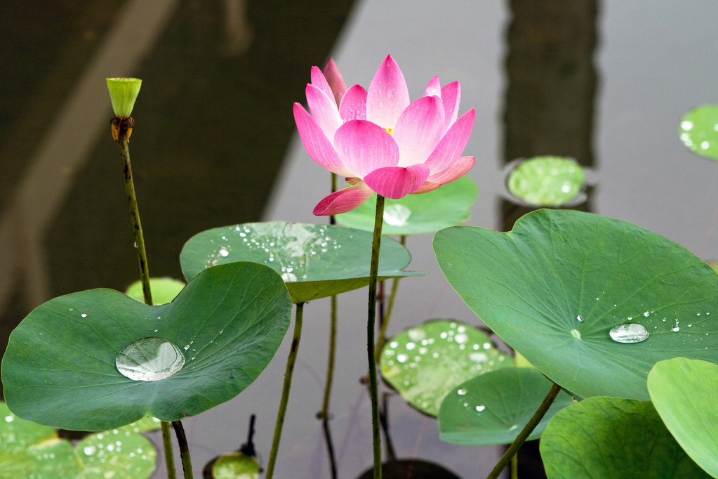 粉红水莉莉花