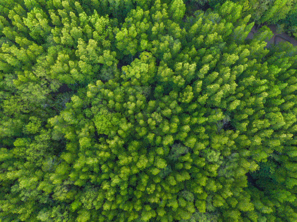 热带泡沫中从高处俯瞰茂密的绿树 热带泡沫中从高处俯瞰茂密的绿树