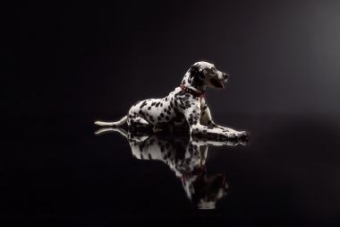 黑色背景上的 dalmata