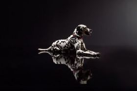 黑色背景上的 dalmata