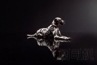 黑色背景上的 dalmata