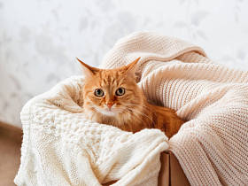 可爱的生姜猫在盒子与针织毛衣。 好奇的绒毛宠物与温暖的米黄色衣服。 舒适的家