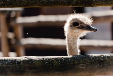 動(dòng)物園木制柵欄附近鴕鳥(niǎo)的選擇性聚焦點(diǎn) 