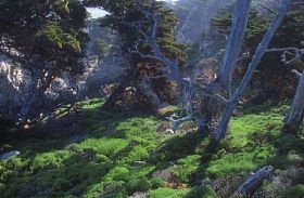 死树树干之际的绿色植被和岩石