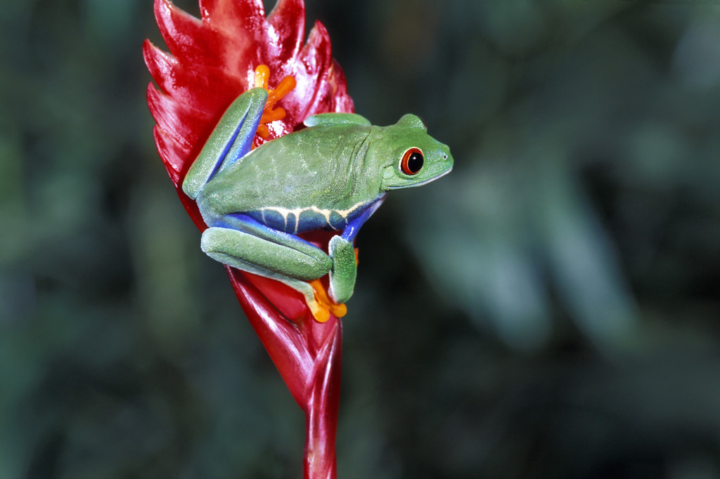 红眼树蛙 红眼树蛙