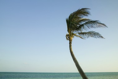 棕櫚im風(fēng)在den Florida keys