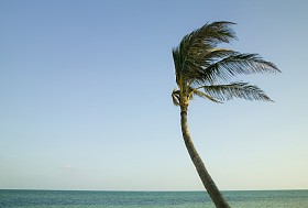 棕榈im风在den Florida keys