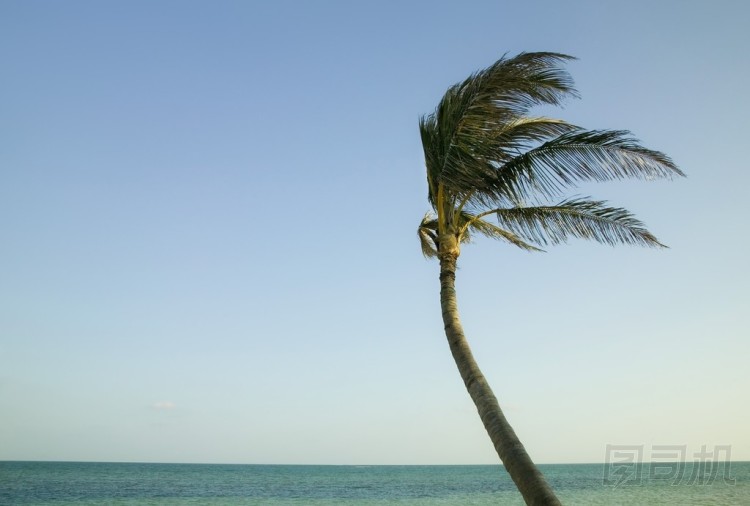 棕櫚im風在den Florida keys