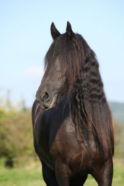 美丽 friesian 马机智长鬃毛