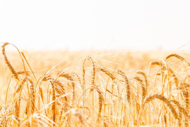 麥田 草地麥田成熟穗的背景. 豐富的農(nóng)村收獲概念