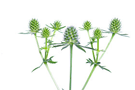 绿色的植物