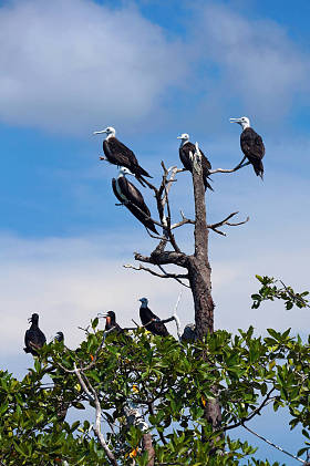 红树上的护卫舰海鸟图片