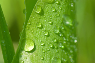 用水滴特寫綠葉