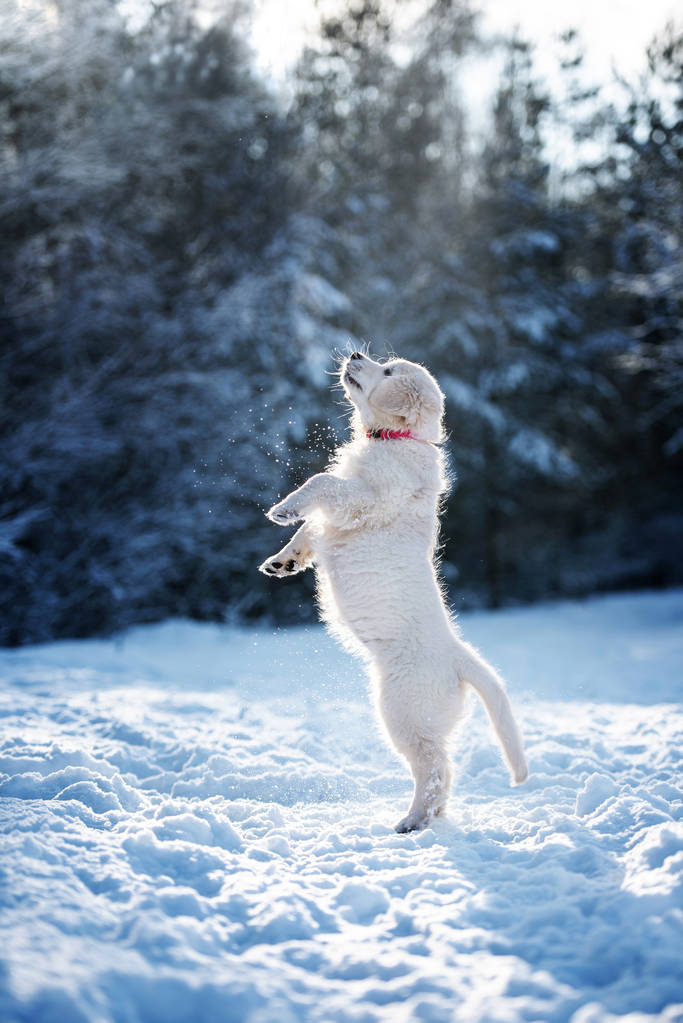 冬季户外的金毛猎犬图片 冬季户外的金毛猎犬图片