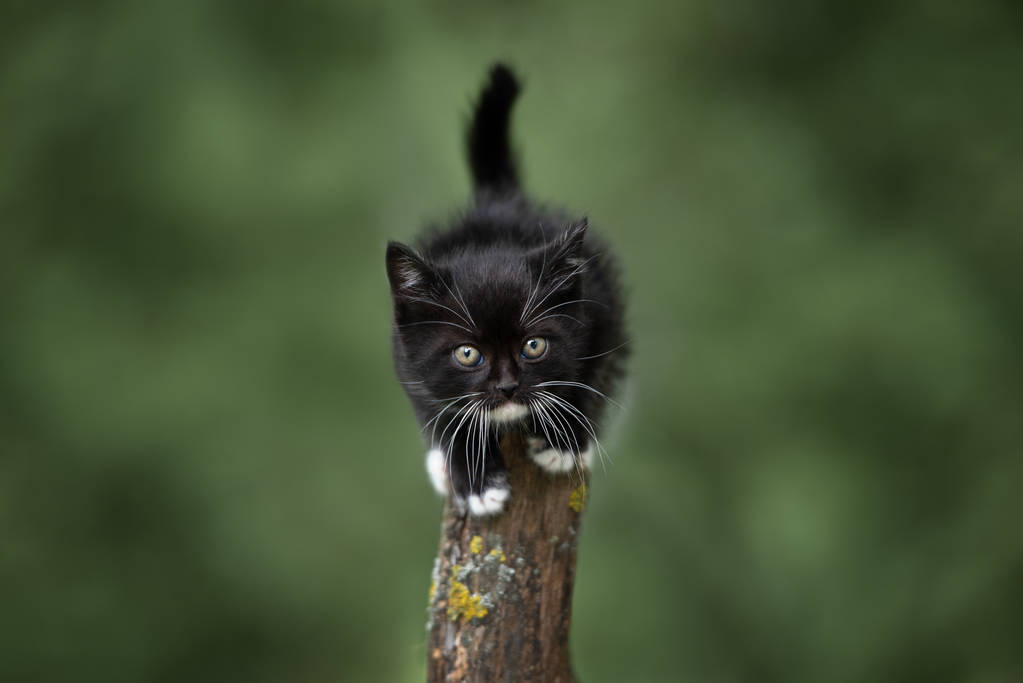 可爱的绒毛猫咪肖像画在户外