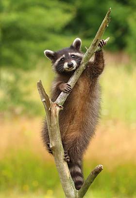 可敬的普通浣熊Procyon Lotor