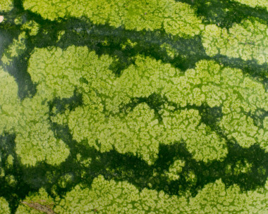 西瓜的皮肤纹理图片